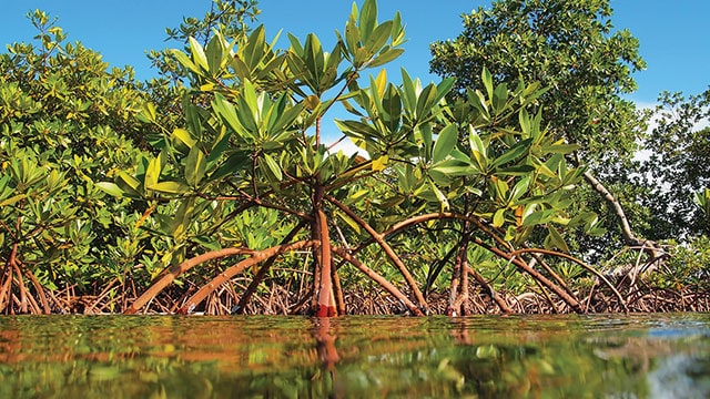 Peran Penting Hutan Manggrove Di Indonesia