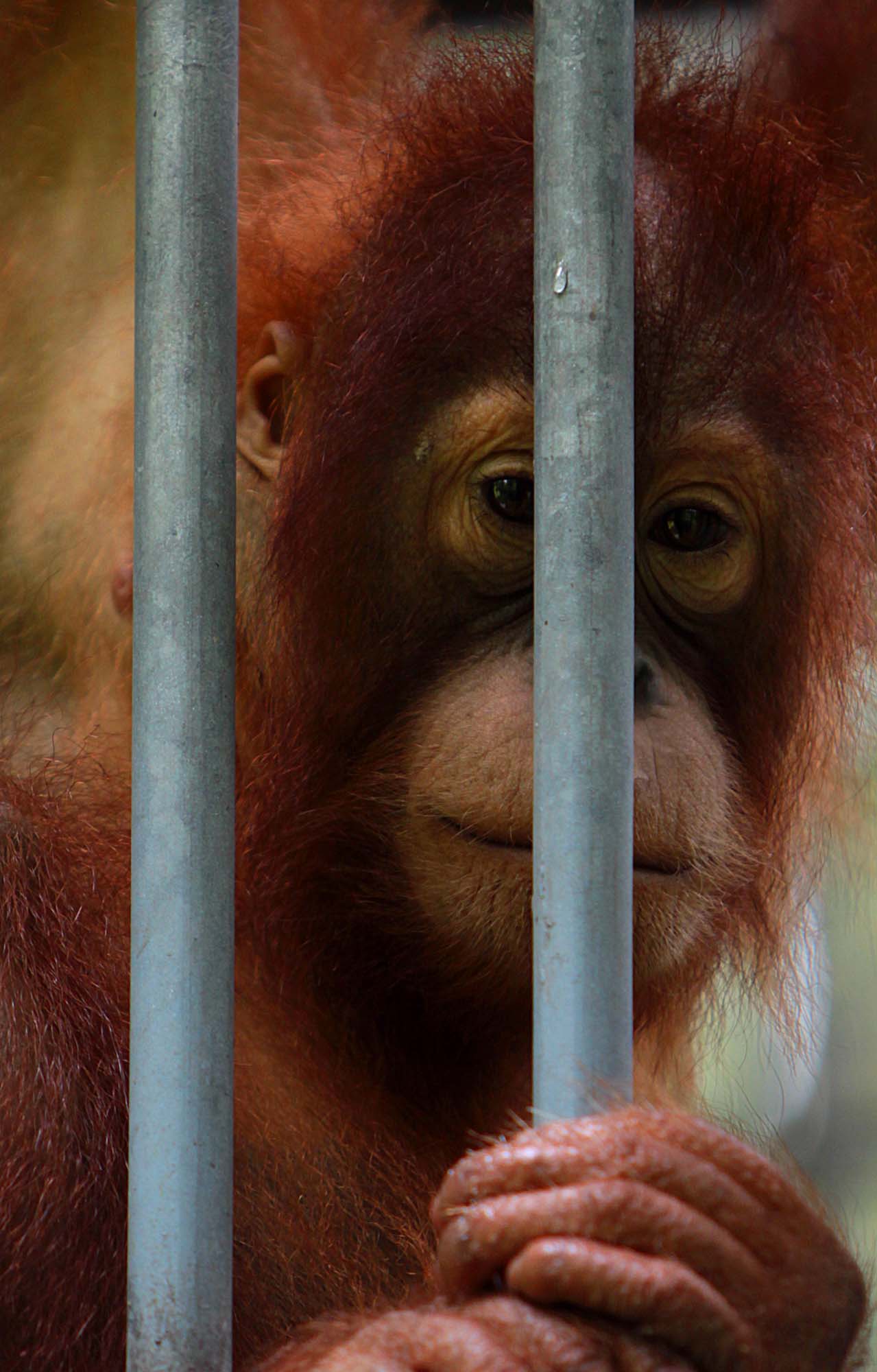 Kasus Orangutan di Kediaman Bupati Langkat Nonaktif Masuki Tahap Penyidikan