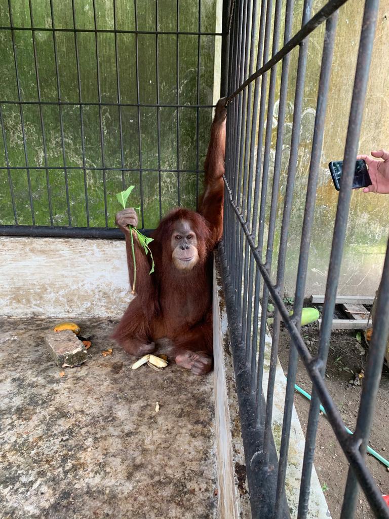 Petugas Temukan Puluhan Orang dan Tujuh Satwa termasuk Orangutan di Kerangkeng Kediaman Bupati Langkat