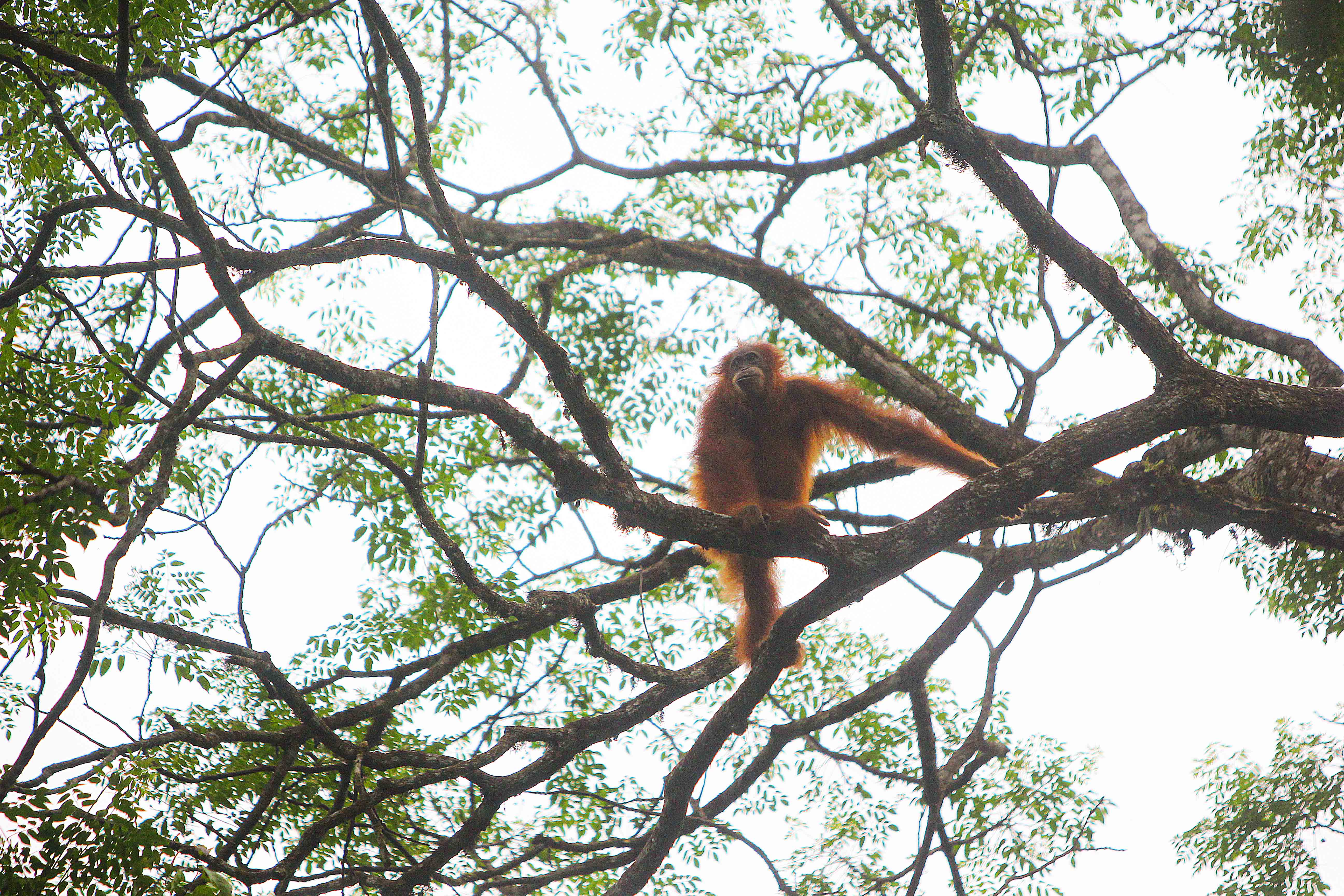 Sekilas tentang Orangutan, Sensitif saat Menstruasi dan Suka Cemburu pada Manusia