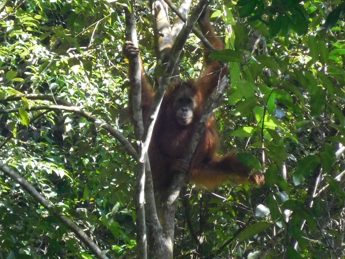 Orangutan Tapanuli Muncul di Areal Batu Lubang