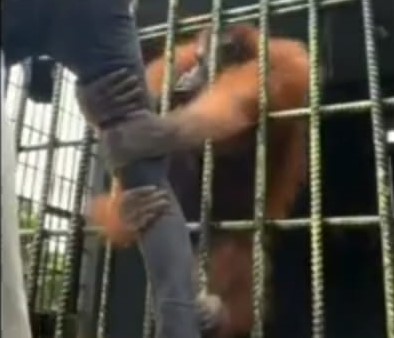 Orangutan Penarik Pria di Video Viral Bernama Tina