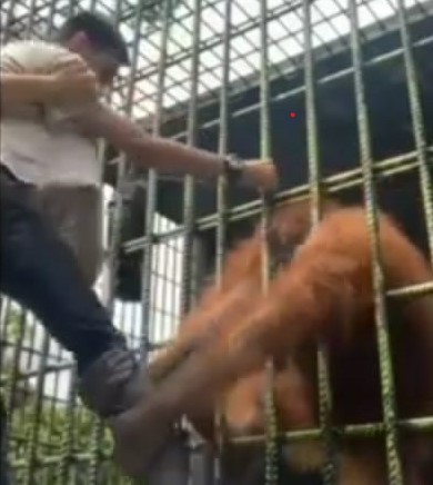 Panik! Pria Ditarik Orangutan ketika Membuat Konten di Kebun Binatang