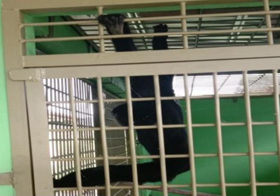 Siamang Ngamuk Serang Warga di Limapuluh Kota