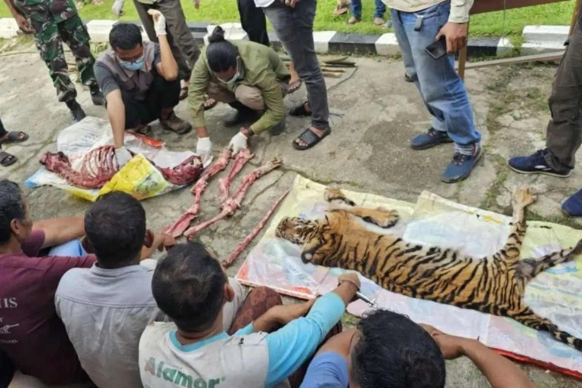 Kemenhut Perketat Pengawasan Perburuan Harimau Sumatera