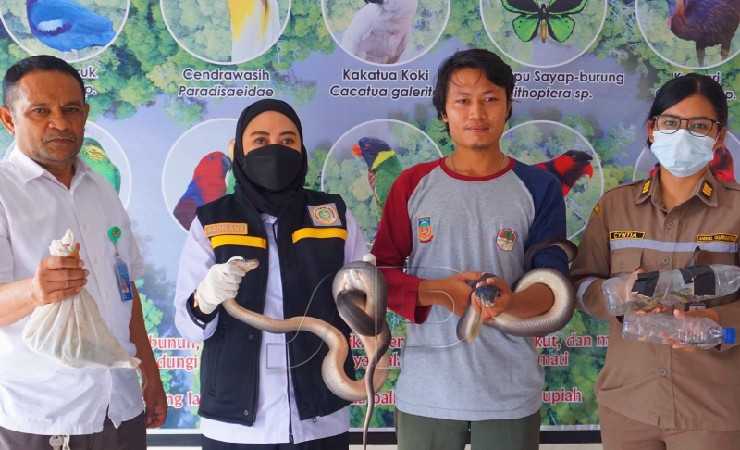 Penyelundupan Reptil via Udara Berhasil Digagalkan