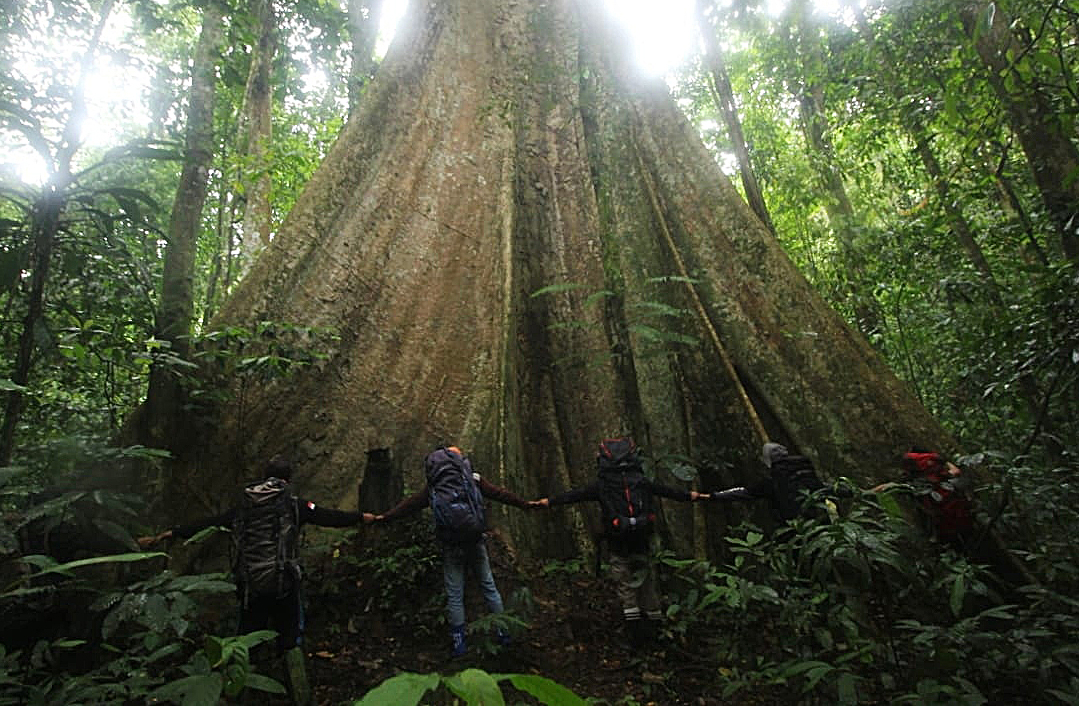  Pohon Raksasa Jadi Rumah Orangutan di Stasiun Penelitian Ketambe 