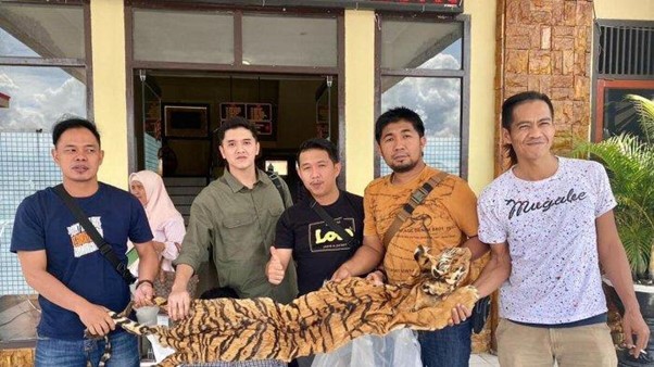 Polres Kerinci Amankan Kulit Harimau dari Oknum Pegiat Konservasi