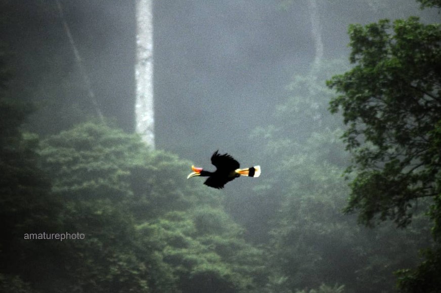 Sang Petani Hutan, Burung Rangkong Terancam Punah Akibat Deforestasi dan Perburuan Liar