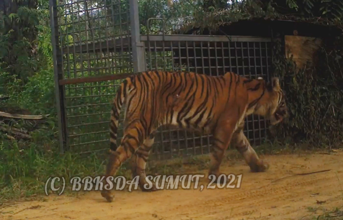 Harimau Masuk Lagi Ke Permukiman Warga, Melintas Dekat Perangkap yang Dipasang BBKSDA Sumut 