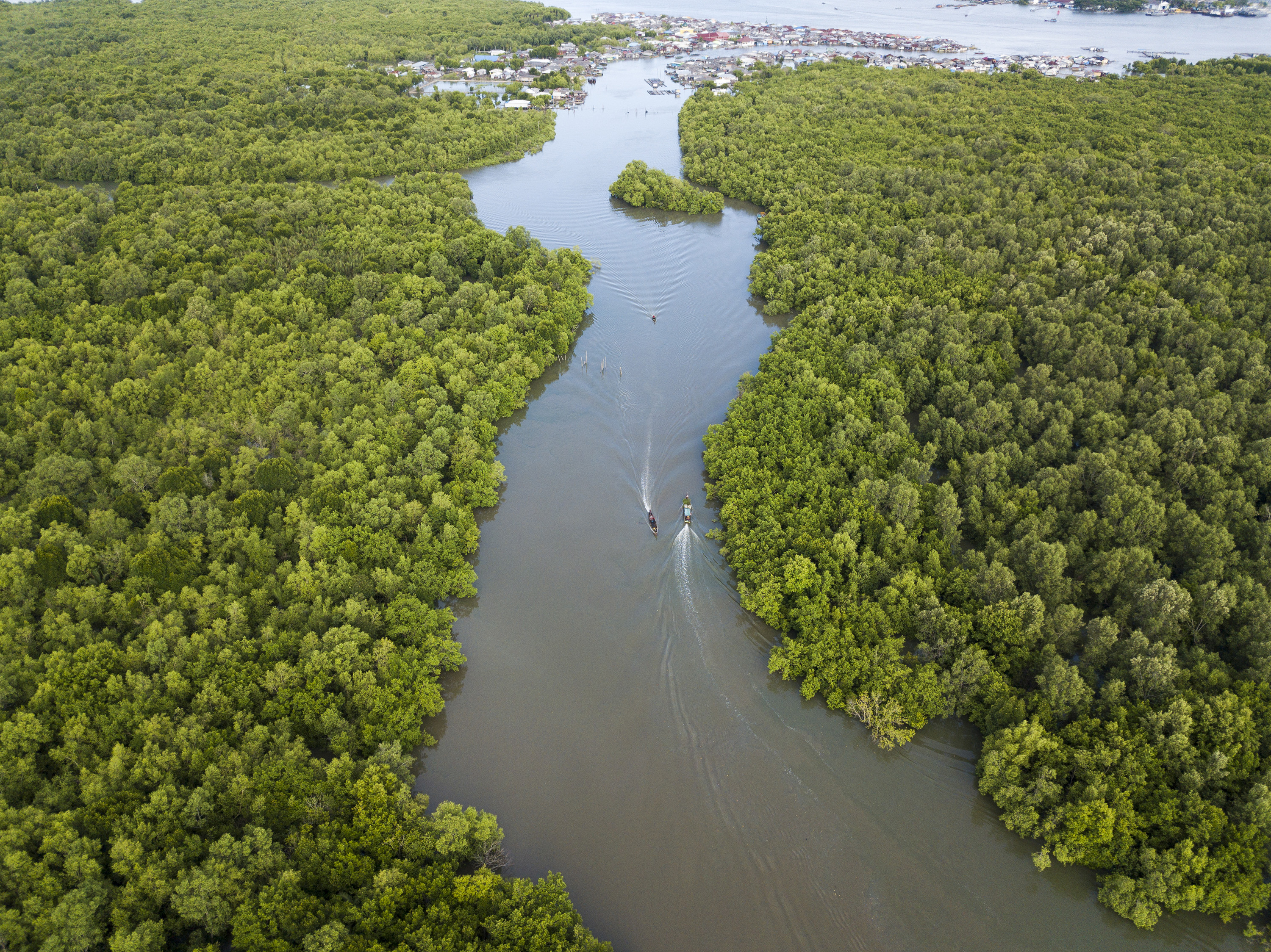 Hutan Mangrove, Benteng Alami Dan Rumah bagi Biota  yang Mesti Dilindungi