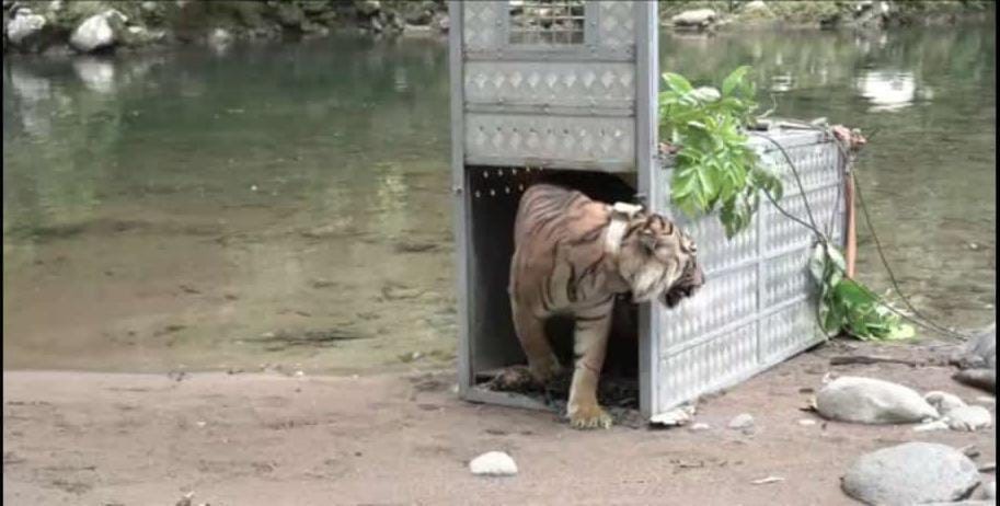 BBKSDA Pasang Perangkap untuk Harimau Surya Manggala 