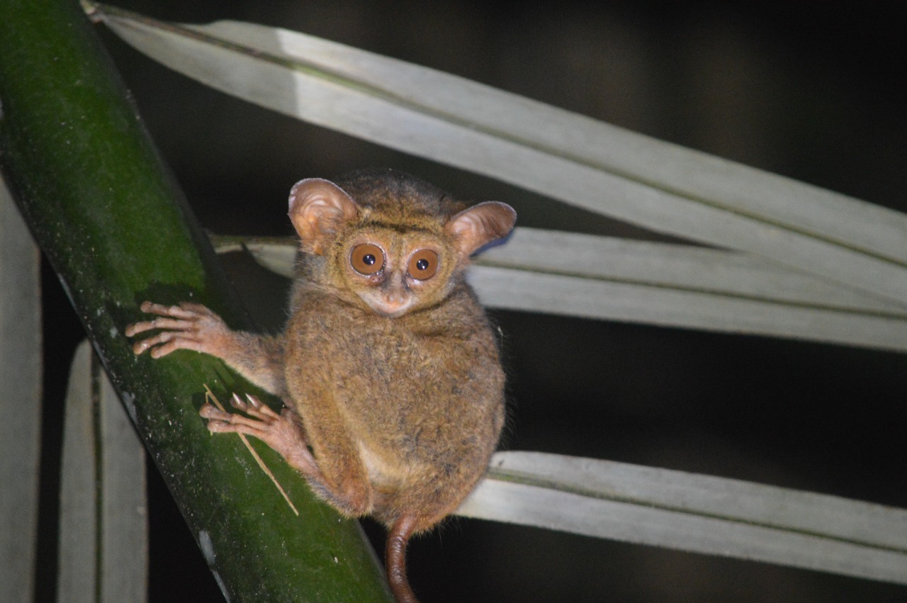 Tarsius Tangkasi, Spesies Primata dari Sulawesi