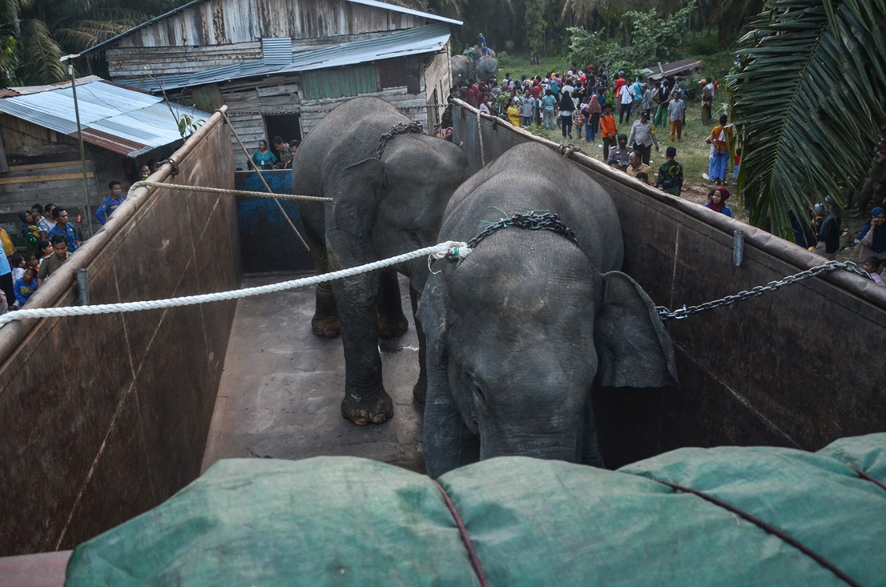 BKSDA Riau Translokasi Dua Gajah yang Tersesat di Kebun Warga 