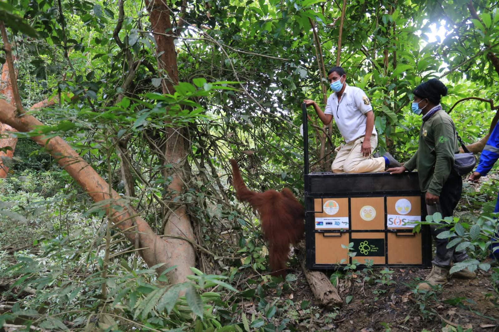 Dua Orangutan Berkeliaran di Areal Perkebunan, Satu Sudah Translokasi