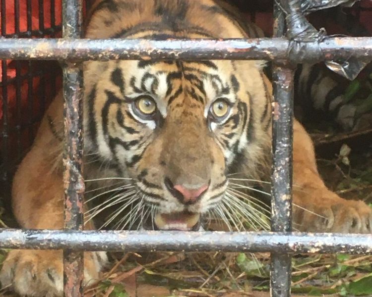 Harimau Sumatera masuk perangkap di Aceh Selatan