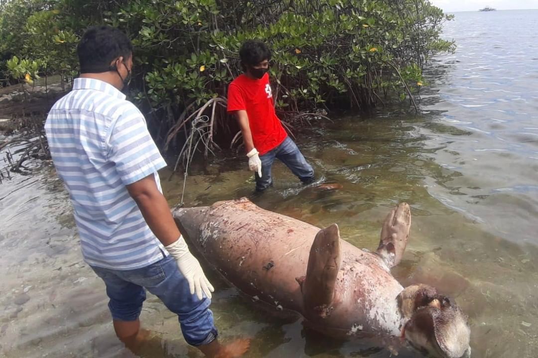  Dugong Ditemukan Mati Tanpa Bekas Luka