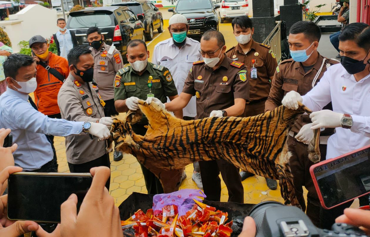 Kejaksaan Aceh Tengah Musnahkan Paruh Rangkong hingga Kulit Harimau