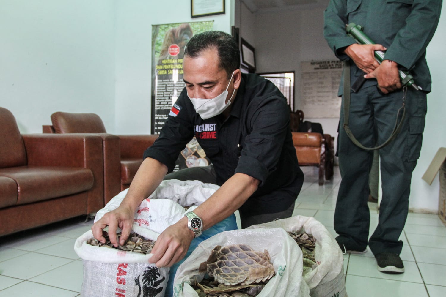 Petugas Tangkap 3 Orang Penjual 36,7 Kg Sisik Trenggiling dan Paruh Rangkong