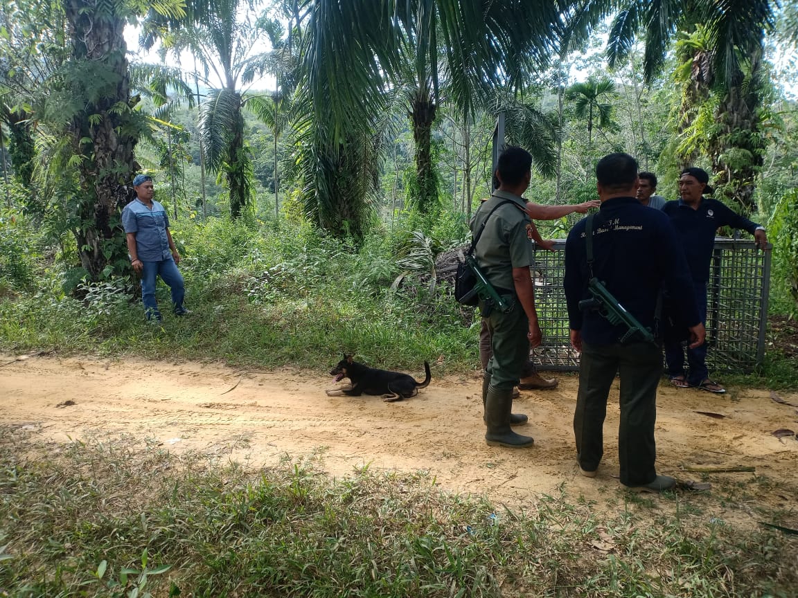 Heboh Harimau Masuk Ke Pemukiman warga di Palas, Begini Kata BBKSDA 