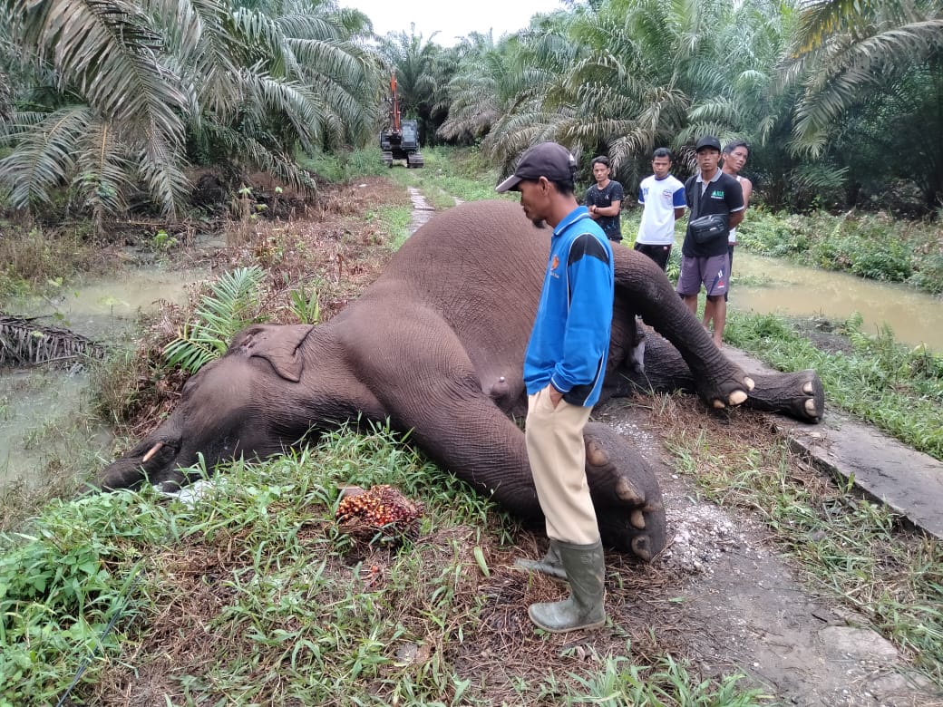 Seekor Gajah Sumatera Ditemukan Mati Tersetrum Listrik di Kebun Sawit