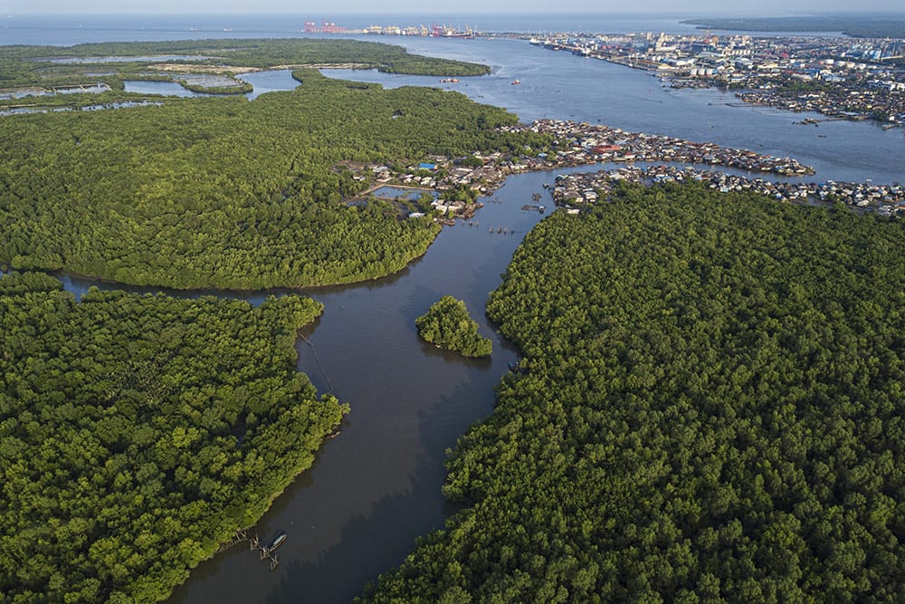 USU Fokus Lestarikan Mangrove di Belawan Demi Tingkatkan Perekonomian Masyarakat