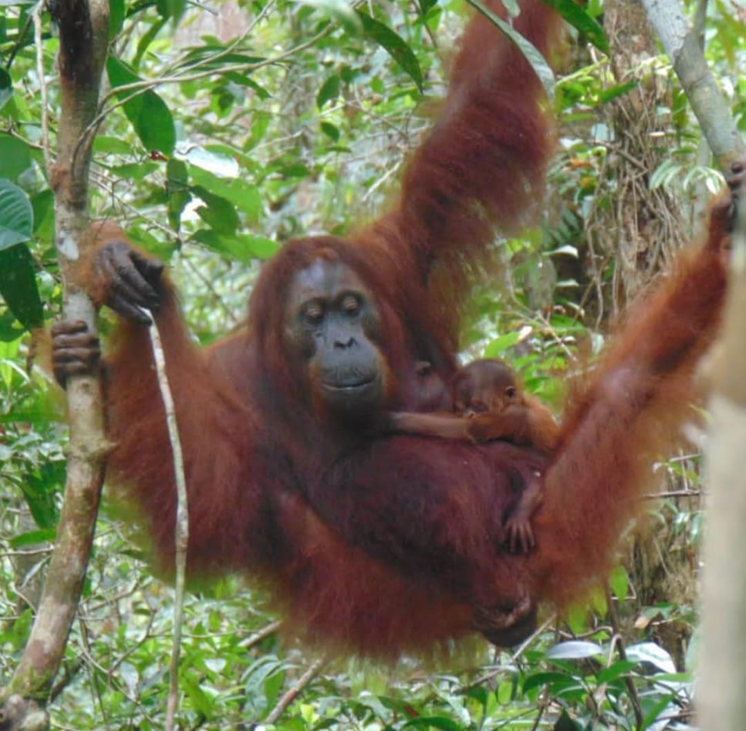 Kabar Gembira! Bayi Orangutan Kalimantan Lahir di Suaka Margasatwa Lamandau