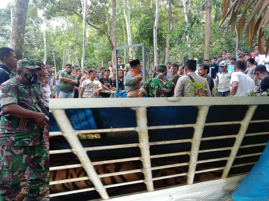 Sempat Masuk Permukiman Warga, Harimau Ini Akhirnya Terperangkap Kandang Jebak