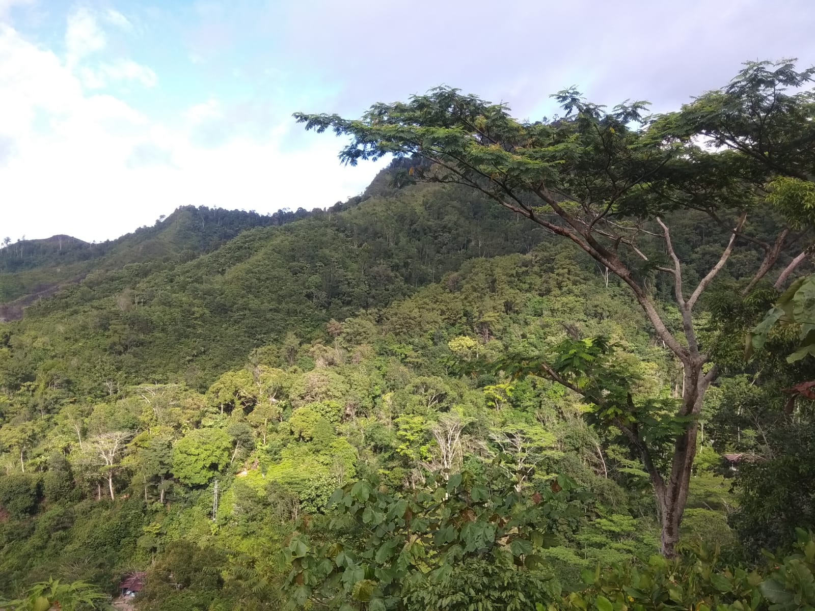 Catatan Akhir Tahun, Walhi Sumut : Nasib Hutan Batang Toru Semakin Terancam