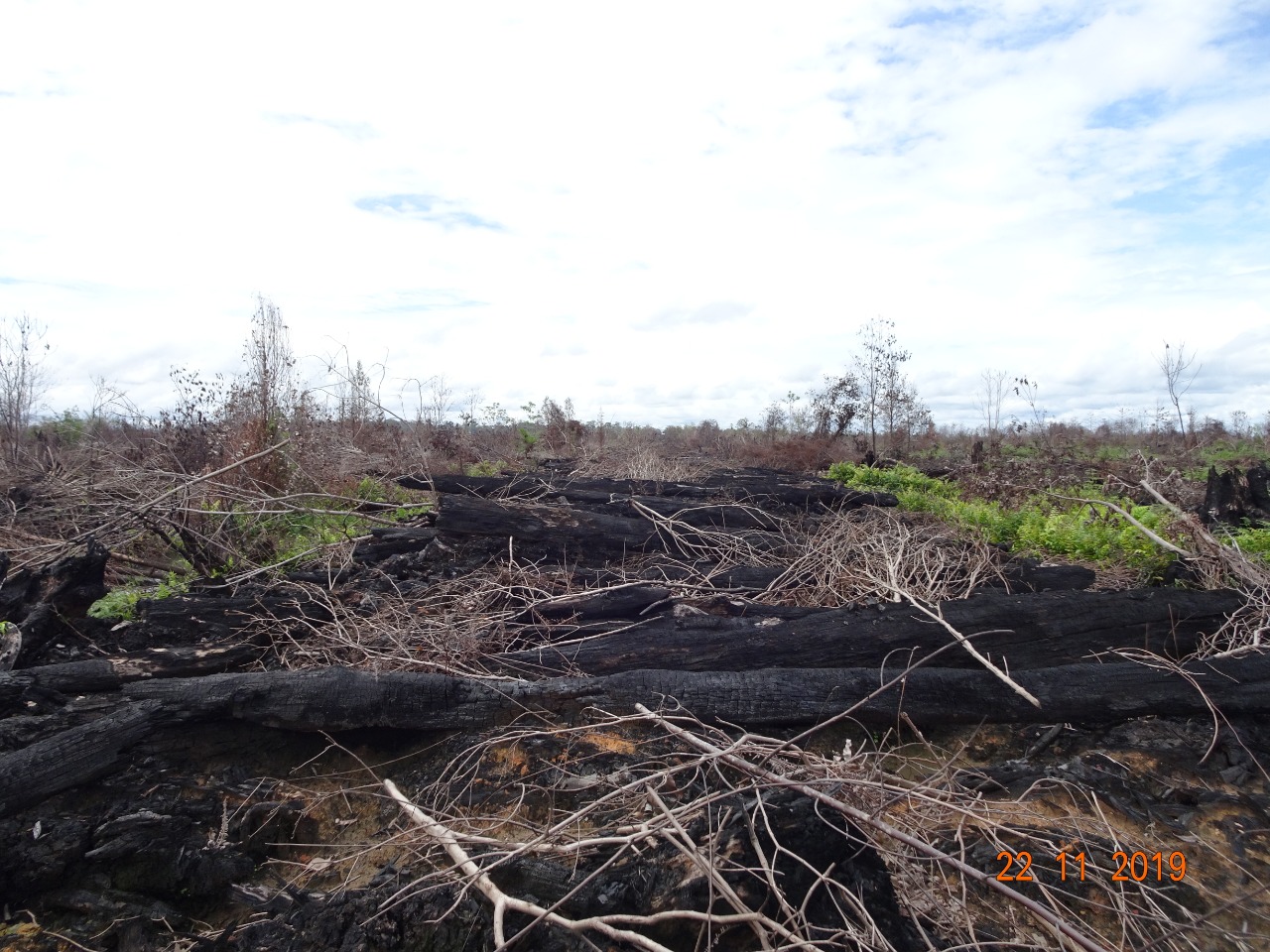 KLHK Gugat Dua Perusahaan Pembakar Hutan di Kalimantan