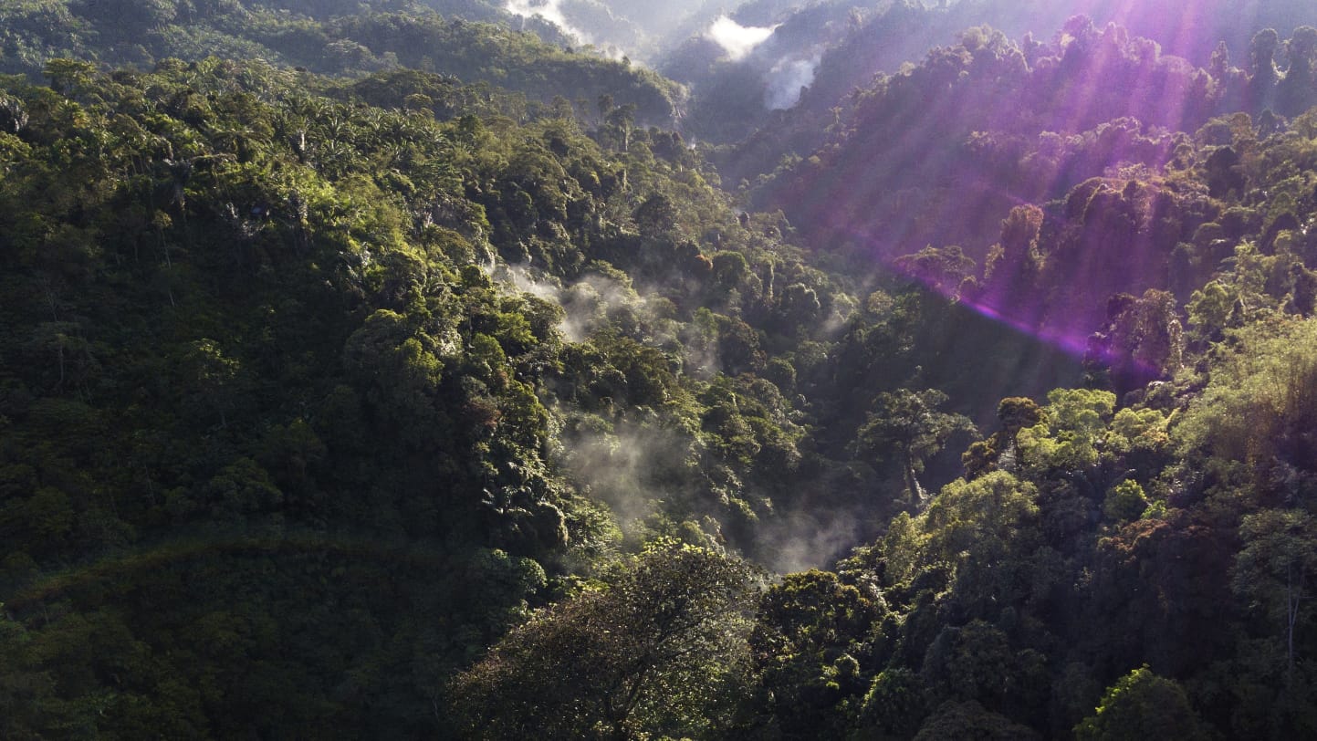 Dugaan Illegal Logging di Kawasan TNGL, Ini Tanggapan Balai