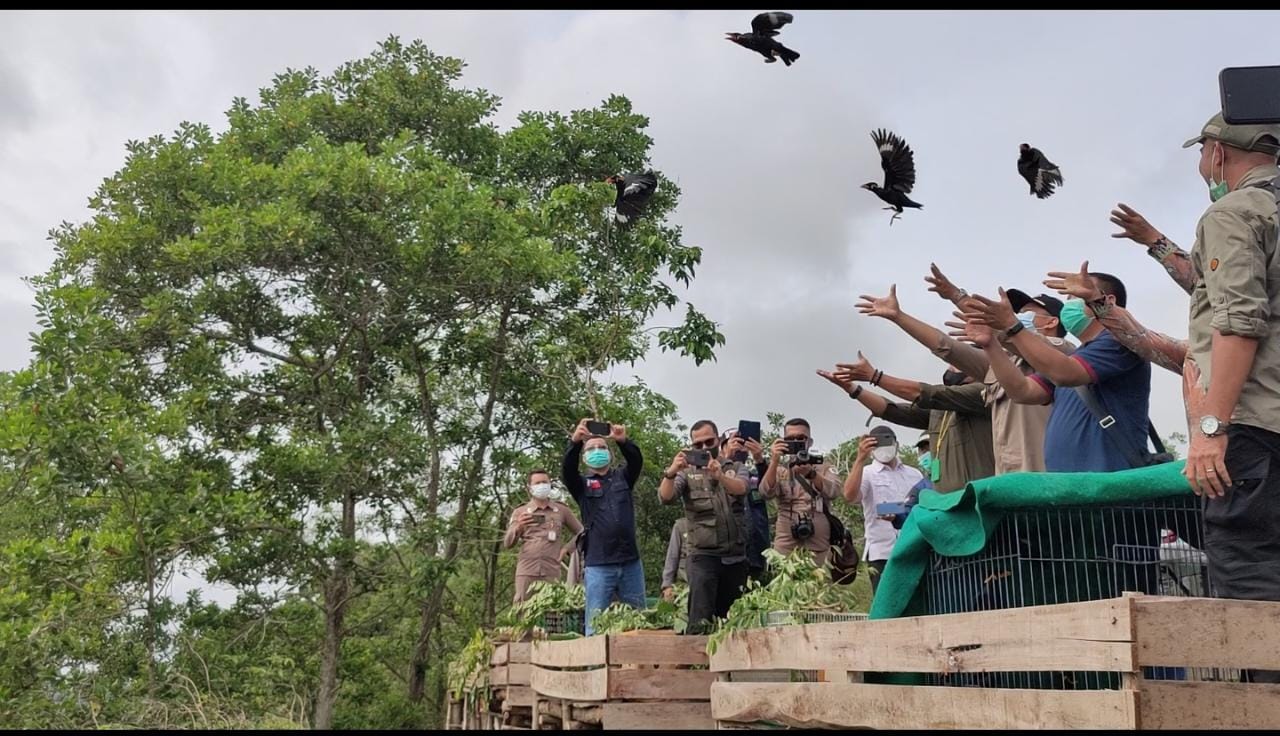 Burung Sitaan kembali ke Habitatnya