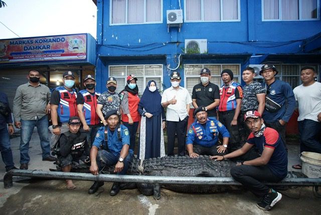 Petugas Tangkap Buaya Penyerang Wanita di Pekanbaru