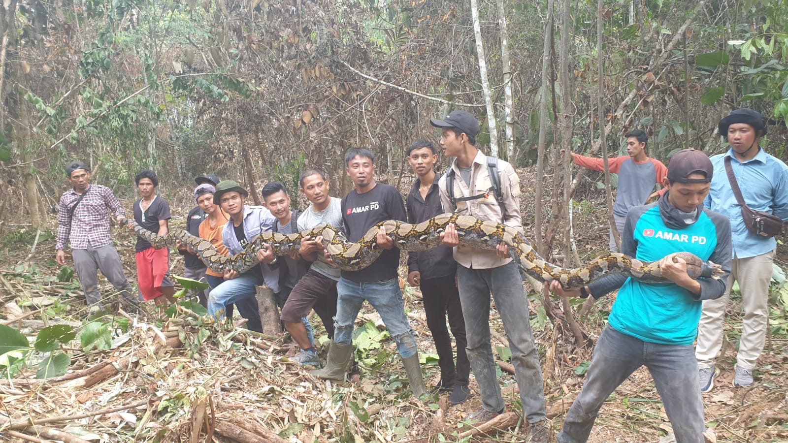 Warga Evakuasi Ular Python Jumbo di Pelalawan 