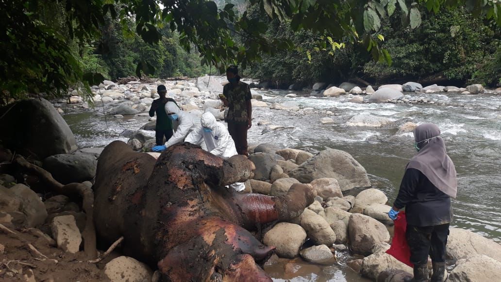 BKSDA: Gajah di Aceh Mati karena Berkelahi