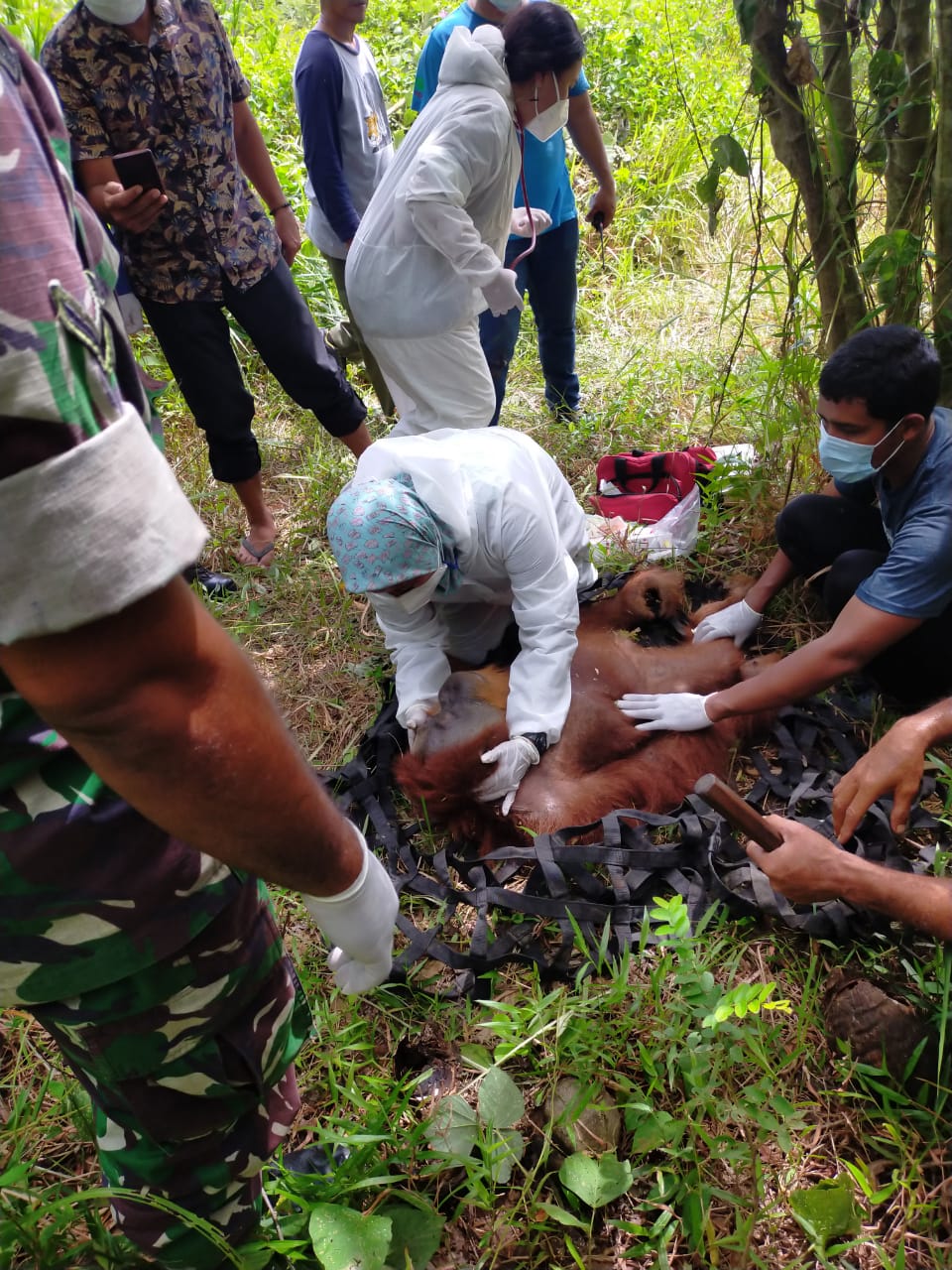 Orangutan Terjebak di Kebun Warga ketika Mencari Makan