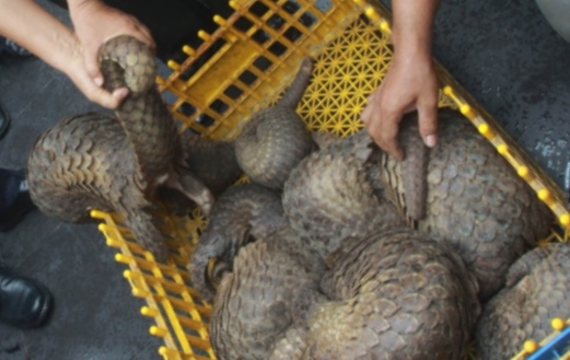 Ini Alasan Mengapa Trenggiling Laku di Pasar Gelap