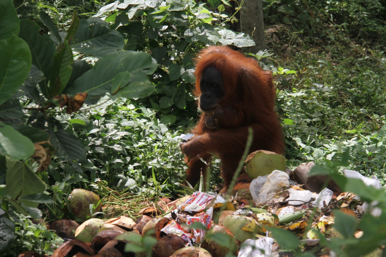 Prihatin! Orangutan Kais Sampah Diduga Cari Makan di Daerah Wisata Bukit Lawang