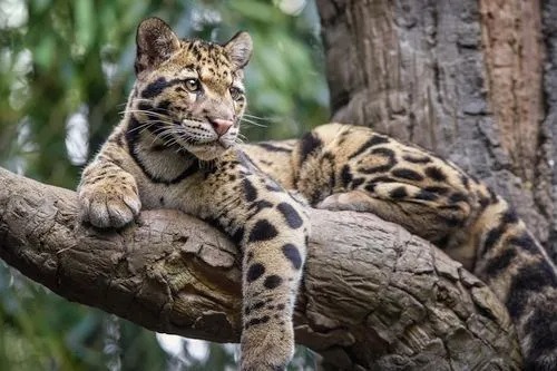 Kekurangan Pakan di Habitat, Macan Tutul Masuk ke Desa di Jawa Barat