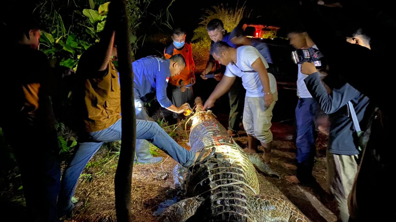 Buaya Senyulong Mati di Areal Perkebunan Riau