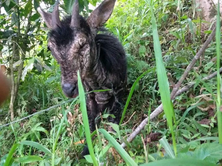 Kambing Hutan Sumatra Sakit Muncul ke Permukiman Warga di Langkat