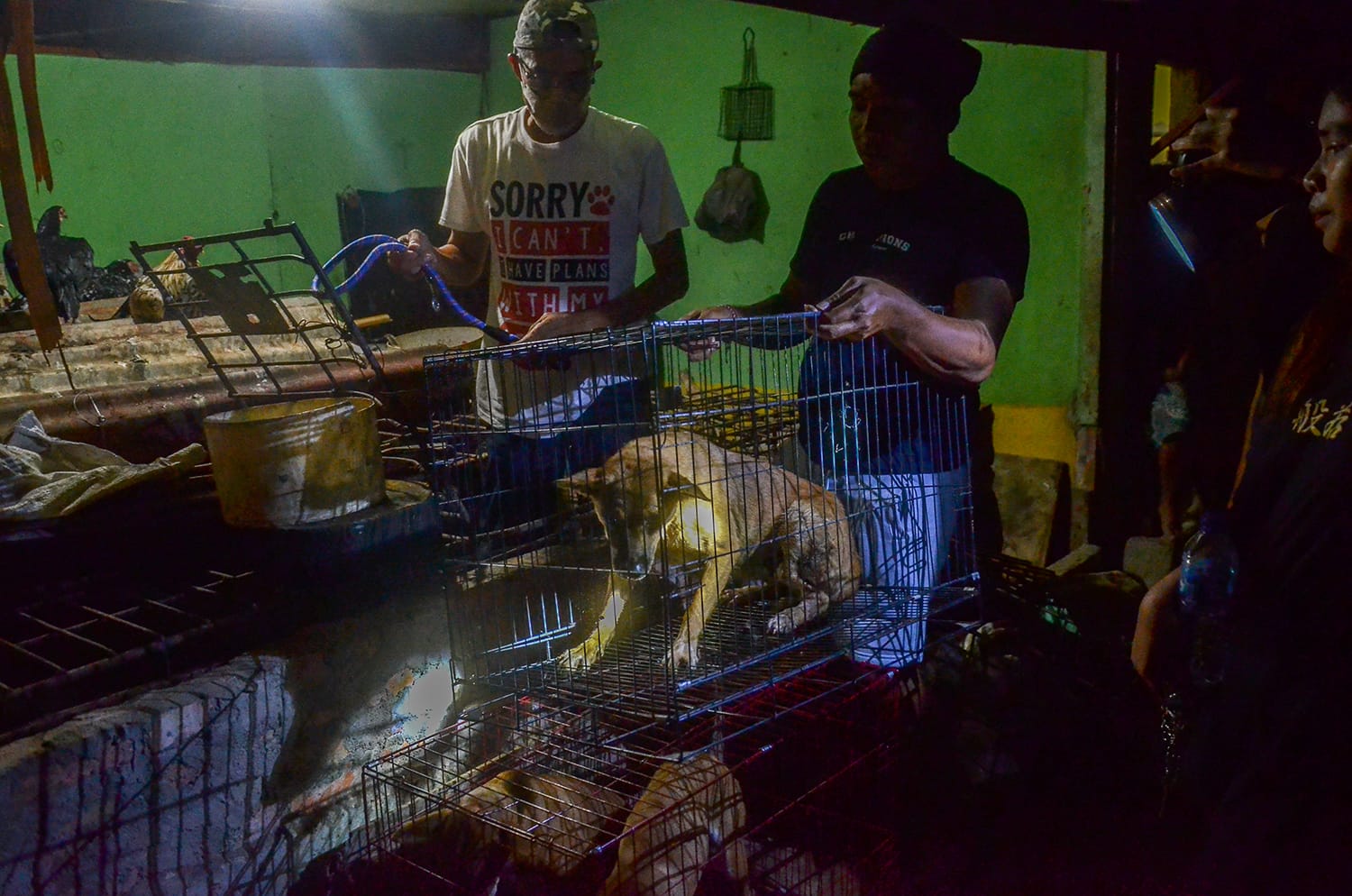 Enam Ekor Anjing Diselamatkan Dari Rumah Jagal