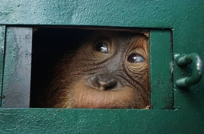 Kasus Perdagangan Bayi Orangutan Sumatera Lengkap