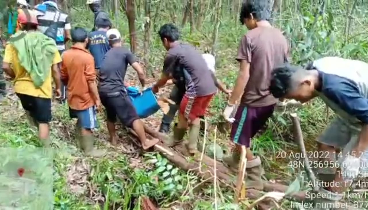 Seorang Karyawati Tewas Diterkam Harimau Sumatera