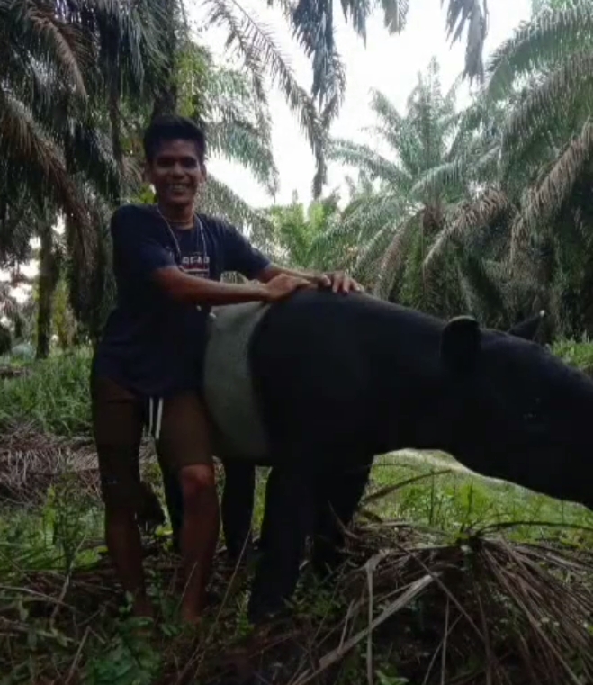 Video Warga Bersama Tapir Viral Di Medsos