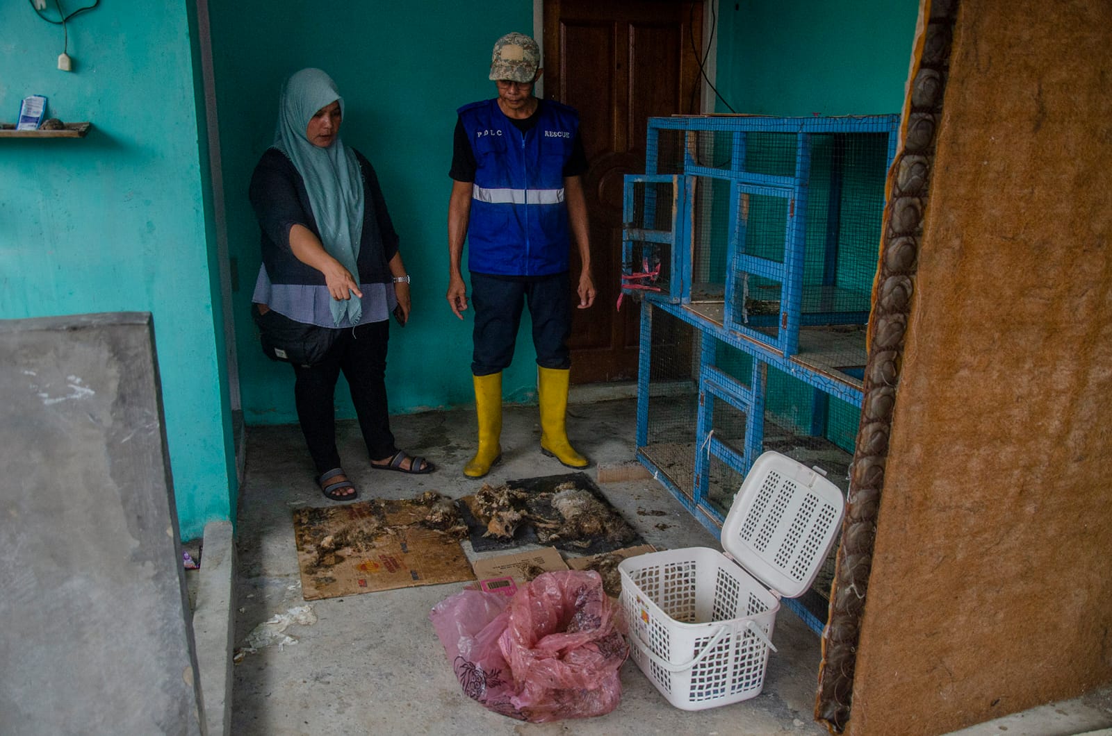 Komunitas Cinta Satwa Ungkap Rumah Penampungan Kucing Ilegal di Riau 