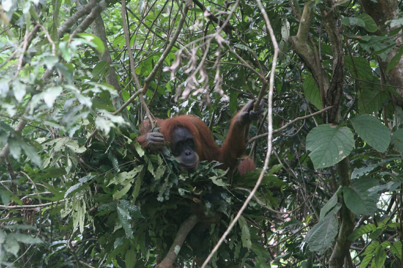 Berkenalan Lebih Dekat dengan Orangutan Sumatera dan Jenis Sarangnya