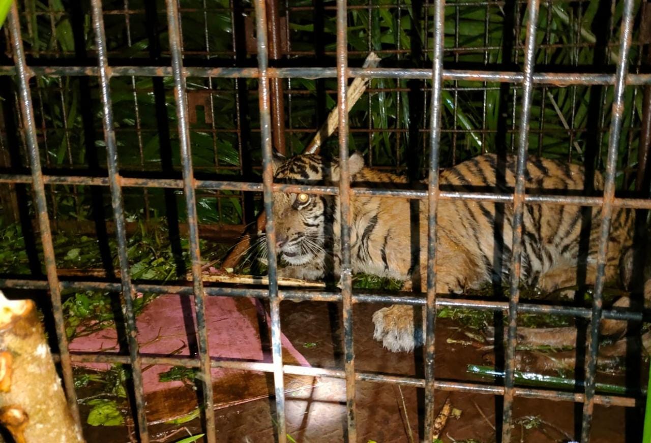 Harimau Sumatera Terperangkap Box Trap Di Riau