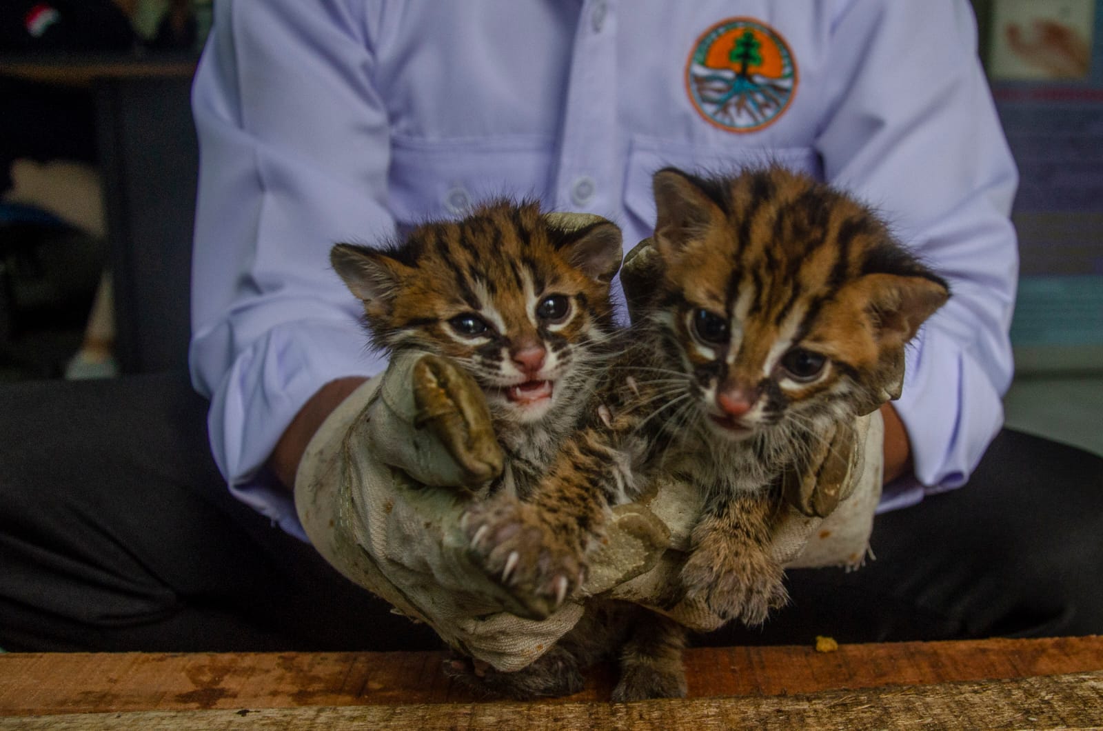 BBKSDA Riau Terima Sepasang Anak Kucing Hutan Dari Warga