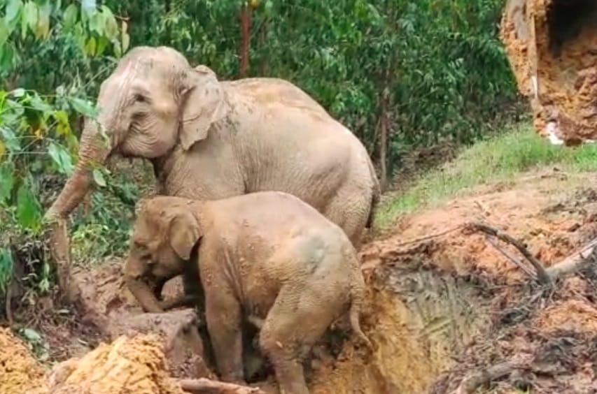 Anak Gajah Tergelincir Ke Galian Parit Berhasil Dievakuasi